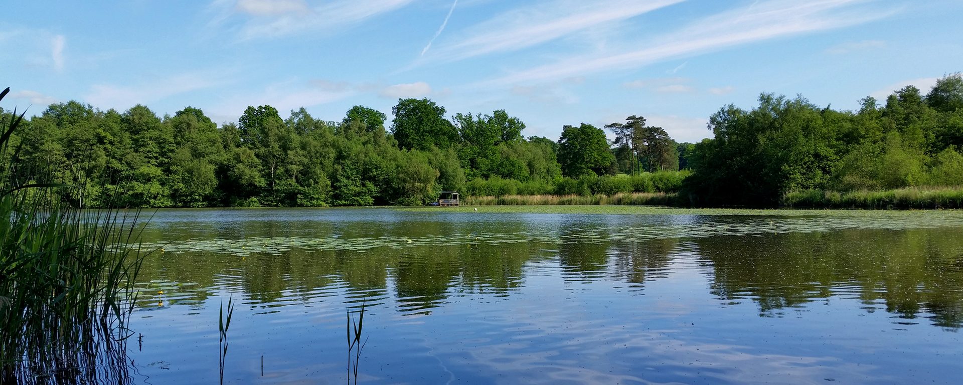The syndicate lake at dawn